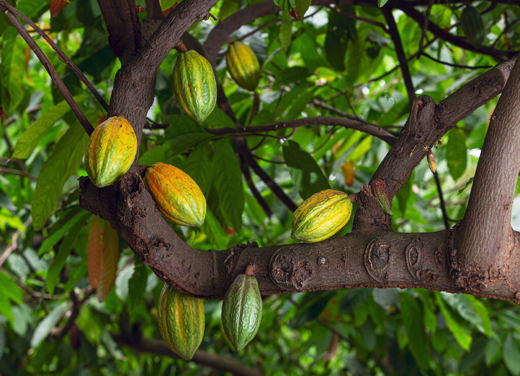 Cacao Fruit01